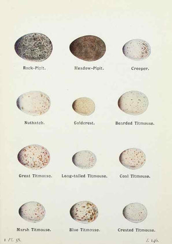 Reproducción/Reproduction 8264855188: The birds of the British Isles and their eggs.. London ;F. Warne,1919.