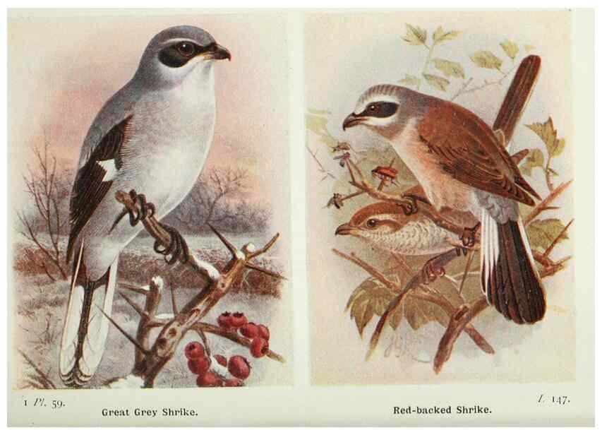 Reproducción/Reproduction 8264855942: The birds of the British Isles and their eggs.. London ;F. Warne,1919.