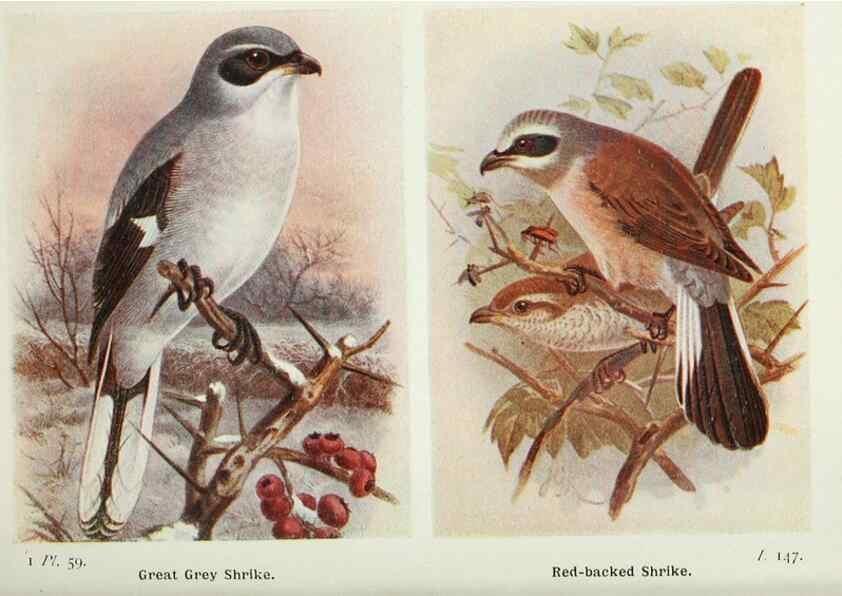 Reproducción/Reproduction 8264855942: The birds of the British Isles and their eggs.. London ;F. Warne,1919.