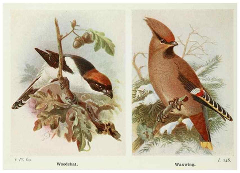 Reproducción/Reproduction 8263788295: The birds of the British Isles and their eggs.. London ;F. Warne,1919.