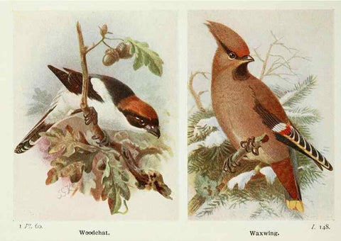 Reproducción/Reproduction 8263788295: The birds of the British Isles and their eggs.. London ;F. Warne,1919.