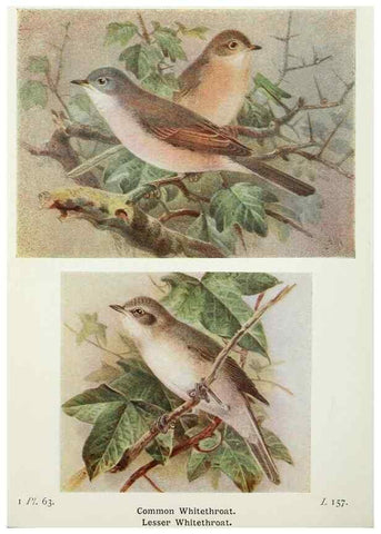 Reproducción/Reproduction 8264857290: The birds of the British Isles and their eggs.. London ;F. Warne,1919.