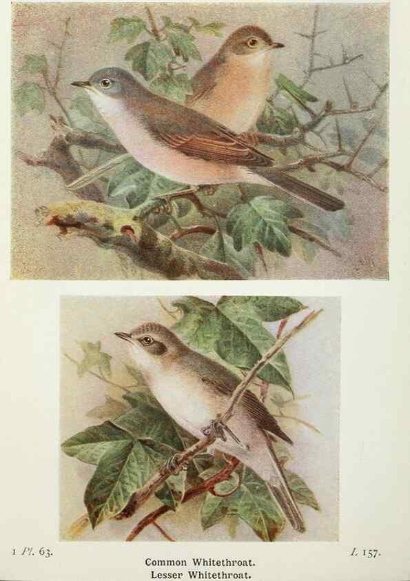 Reproducción/Reproduction 8264857290: The birds of the British Isles and their eggs.. London ;F. Warne,1919.