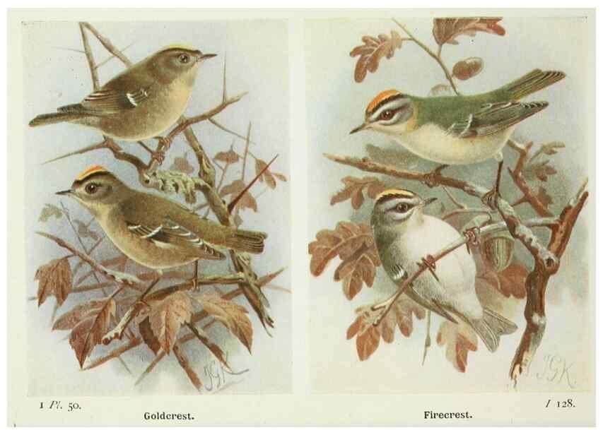 Reproducción/Reproduction 8263784361: The birds of the British Isles and their eggs.. London ;F. Warne,1919.