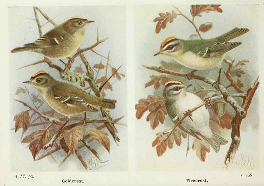 Reproducción/Reproduction 8263784361: The birds of the British Isles and their eggs.. London ;F. Warne,1919.