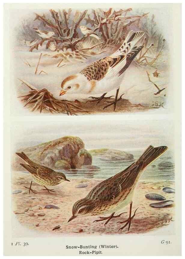 Reproducción/Reproduction 8264845560: The birds of the British Isles and their eggs.. London ;F. Warne,1919.