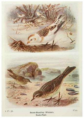 Reproducción/Reproduction 8264845560: The birds of the British Isles and their eggs.. London ;F. Warne,1919.