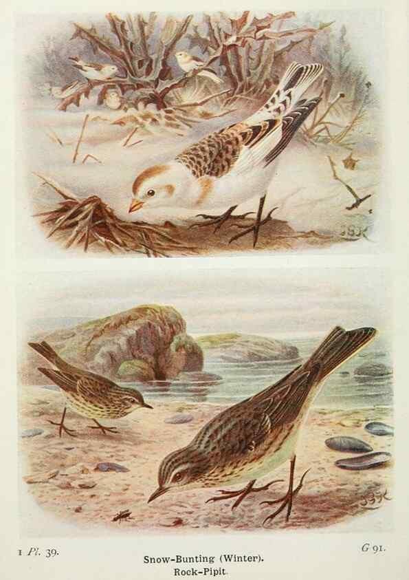Reproducción/Reproduction 8264845560: The birds of the British Isles and their eggs.. London ;F. Warne,1919.