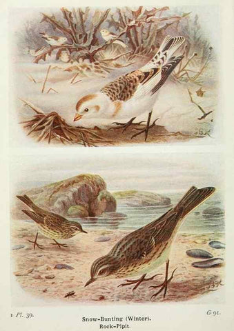 Reproducción/Reproduction 8264845560: The birds of the British Isles and their eggs.. London ;F. Warne,1919.