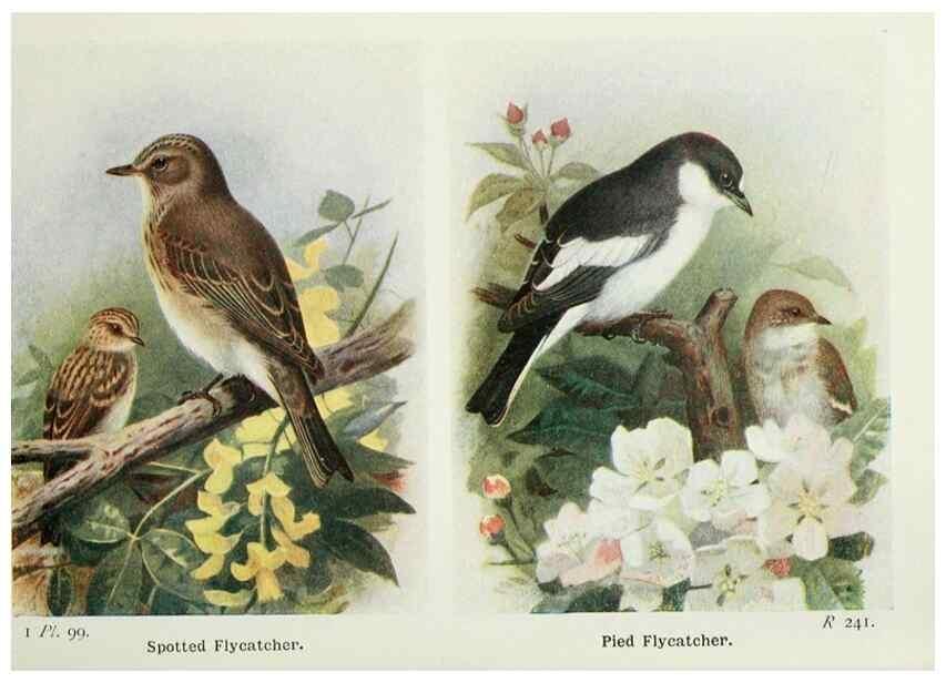 Reproducción/Reproduction 8263804087: The birds of the British Isles and their eggs.. London ;F. Warne,1919.