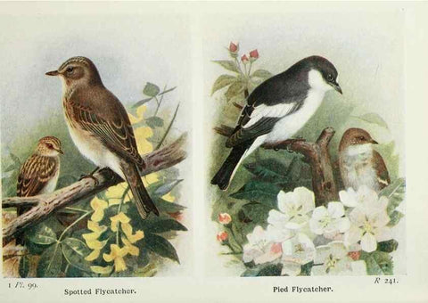 Reproducción/Reproduction 8263804087: The birds of the British Isles and their eggs.. London ;F. Warne,1919.