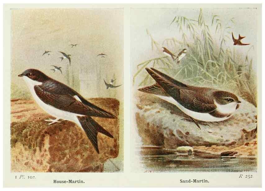 Reproducción/Reproduction 8263805719: The birds of the British Isles and their eggs.. London ;F. Warne,1919.