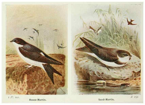Reproducción/Reproduction 8263805719: The birds of the British Isles and their eggs.. London ;F. Warne,1919.