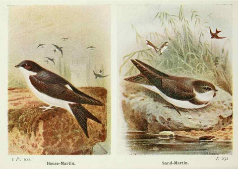 Reproducción/Reproduction 8263805719: The birds of the British Isles and their eggs.. London ;F. Warne,1919.