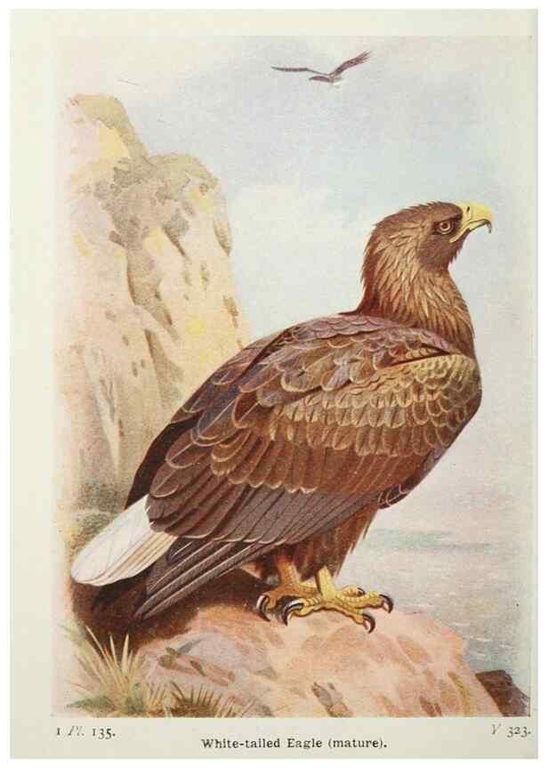 Reproducción/Reproduction 8264887630: The birds of the British Isles and their eggs.. London ;F. Warne,1919.