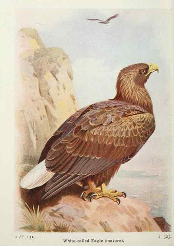 Reproducción/Reproduction 8264887630: The birds of the British Isles and their eggs.. London ;F. Warne,1919.