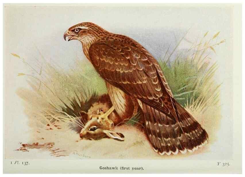 Reproducción/Reproduction 8263820095: The birds of the British Isles and their eggs.. London ;F. Warne,1919.