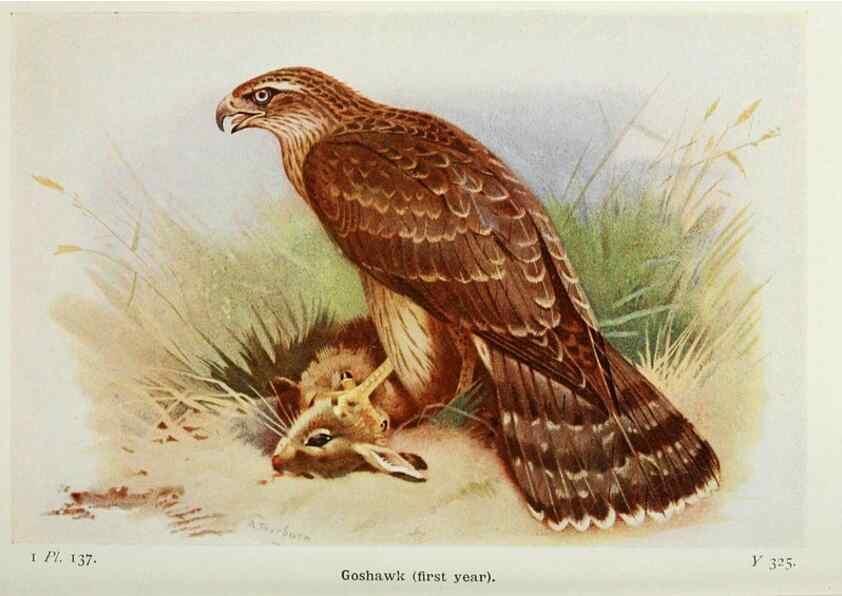 Reproducción/Reproduction 8263820095: The birds of the British Isles and their eggs.. London ;F. Warne,1919.