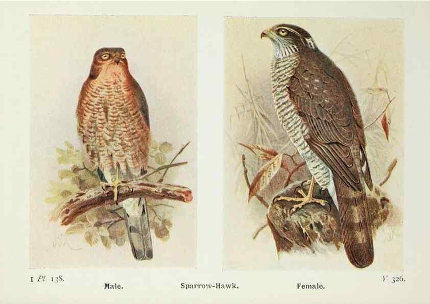 Reproducción/Reproduction 8264888920: The birds of the British Isles and their eggs.. London ;F. Warne,1919.