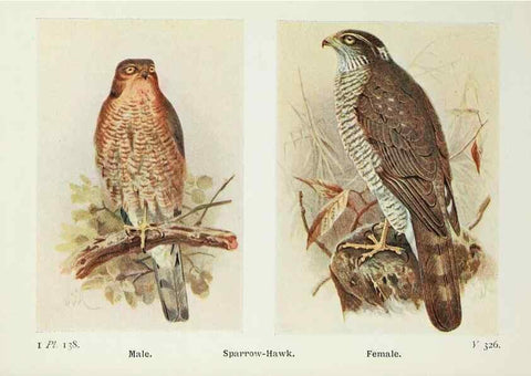 Reproducción/Reproduction 8264888920: The birds of the British Isles and their eggs.. London ;F. Warne,1919.