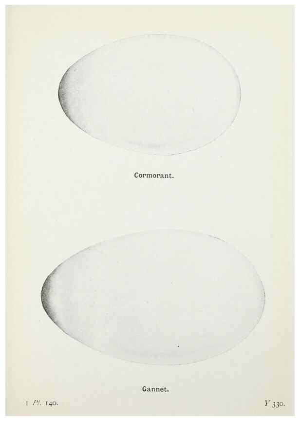 Reproducción/Reproduction 8264889450: The birds of the British Isles and their eggs.. London ;F. Warne,1919.