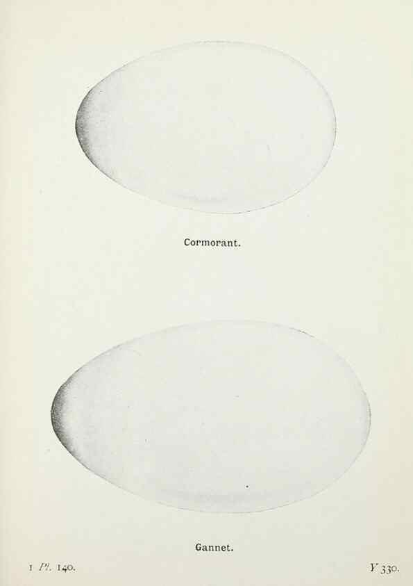 Reproducción/Reproduction 8264889450: The birds of the British Isles and their eggs.. London ;F. Warne,1919.