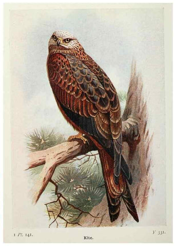 Reproducción/Reproduction 8264890070: The birds of the British Isles and their eggs.. London ;F. Warne,1919.
