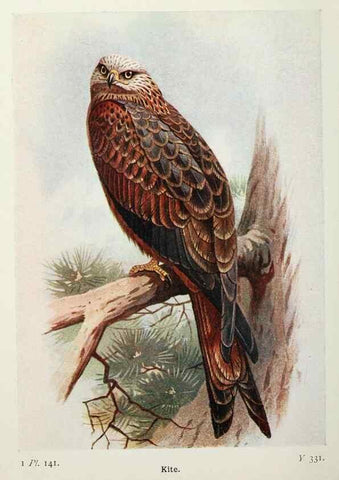 Reproducción/Reproduction 8264890070: The birds of the British Isles and their eggs.. London ;F. Warne,1919.