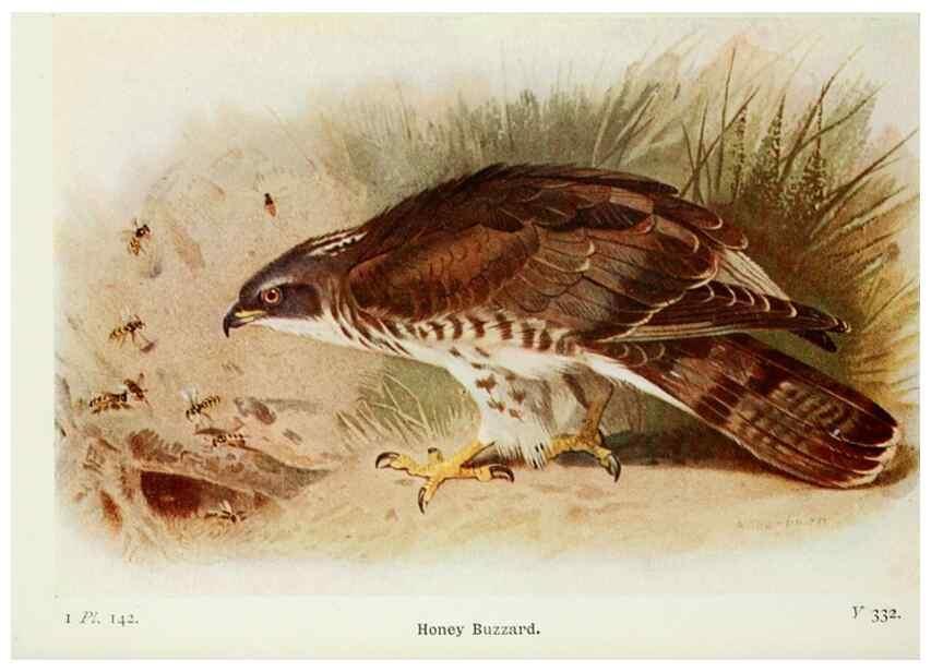 Reproducción/Reproduction 8264890842: The birds of the British Isles and their eggs.. London ;F. Warne,1919.
