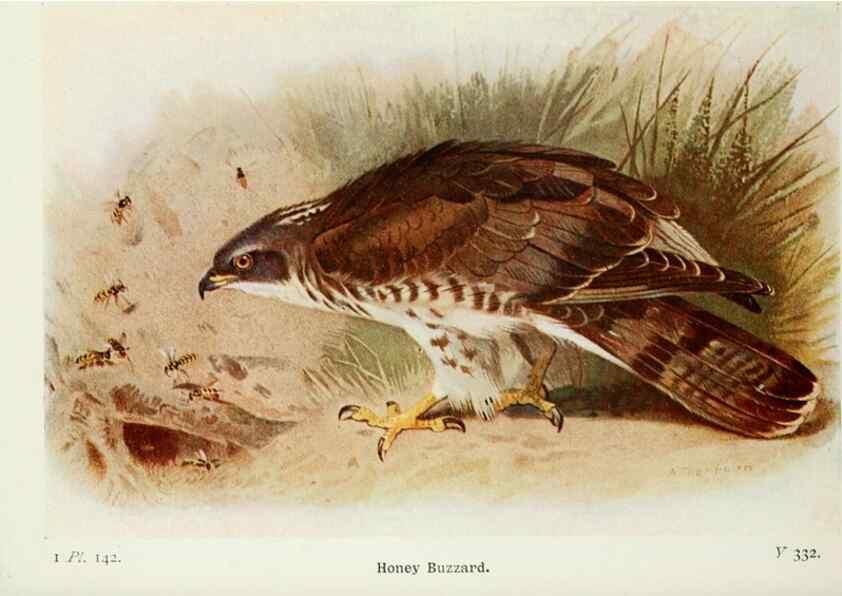 Reproducción/Reproduction 8264890842: The birds of the British Isles and their eggs.. London ;F. Warne,1919.