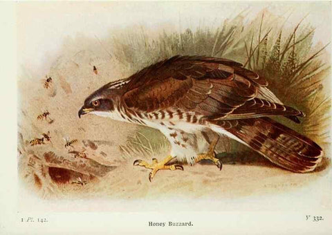 Reproducción/Reproduction 8264890842: The birds of the British Isles and their eggs.. London ;F. Warne,1919.