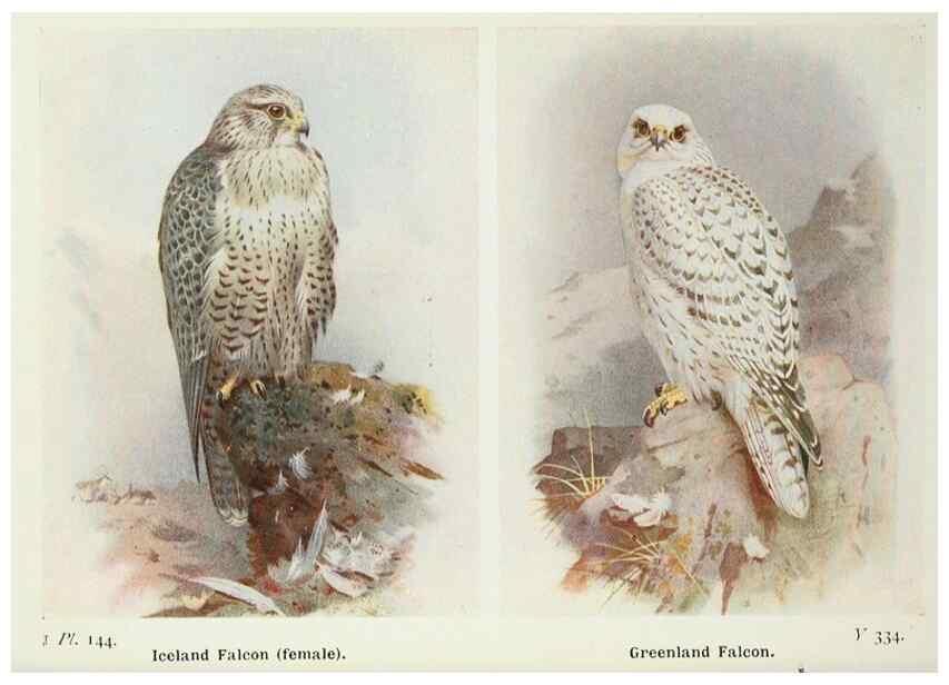 Reproducción/Reproduction 8263823509: The birds of the British Isles and their eggs.. London ;F. Warne,1919.