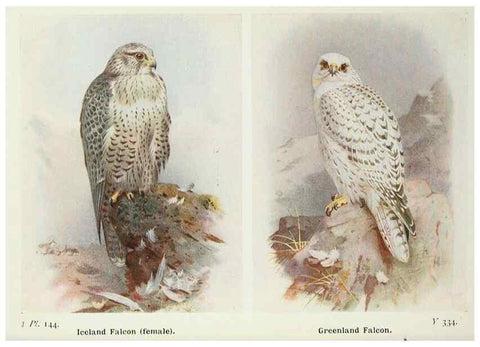 Reproducción/Reproduction 8263823509: The birds of the British Isles and their eggs.. London ;F. Warne,1919.
