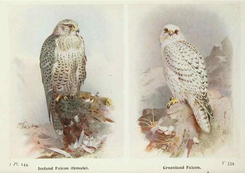 Reproducción/Reproduction 8263823509: The birds of the British Isles and their eggs.. London ;F. Warne,1919.