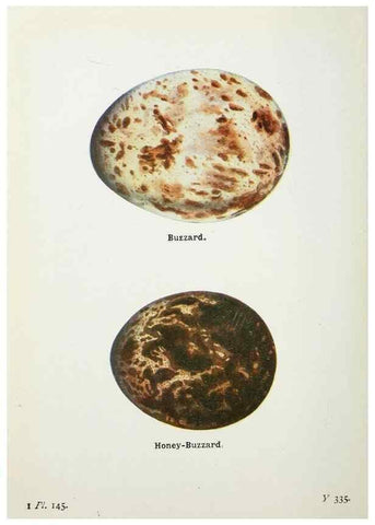 Reproducción/Reproduction 8263824243: The birds of the British Isles and their eggs.. London ;F. Warne,1919.