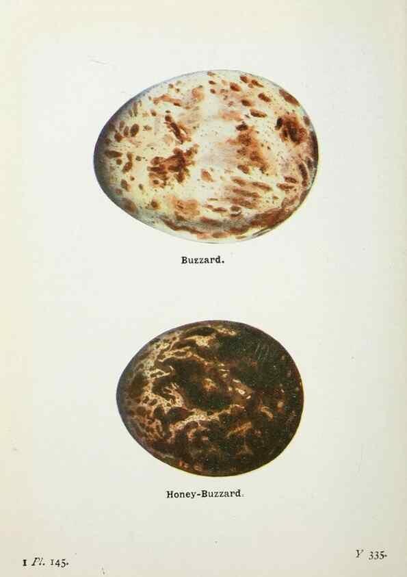 Reproducción/Reproduction 8263824243: The birds of the British Isles and their eggs.. London ;F. Warne,1919.