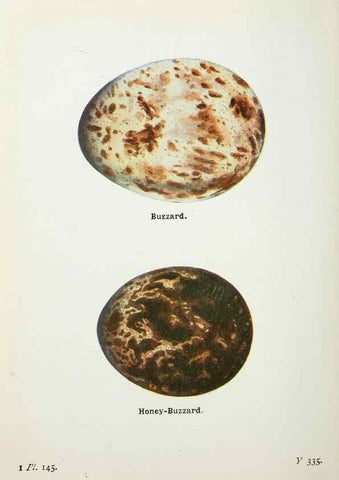 Reproducción/Reproduction 8263824243: The birds of the British Isles and their eggs.. London ;F. Warne,1919.