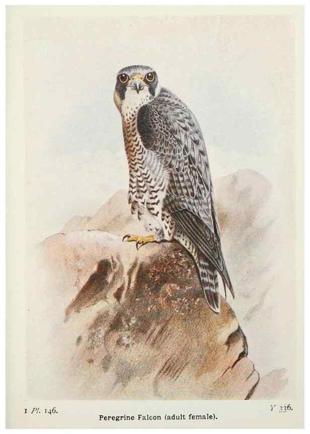 Reproducción/Reproduction 8263824733: The birds of the British Isles and their eggs.. London ;F. Warne,1919.