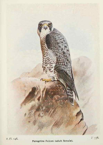 Reproducción/Reproduction 8263824733: The birds of the British Isles and their eggs.. London ;F. Warne,1919.