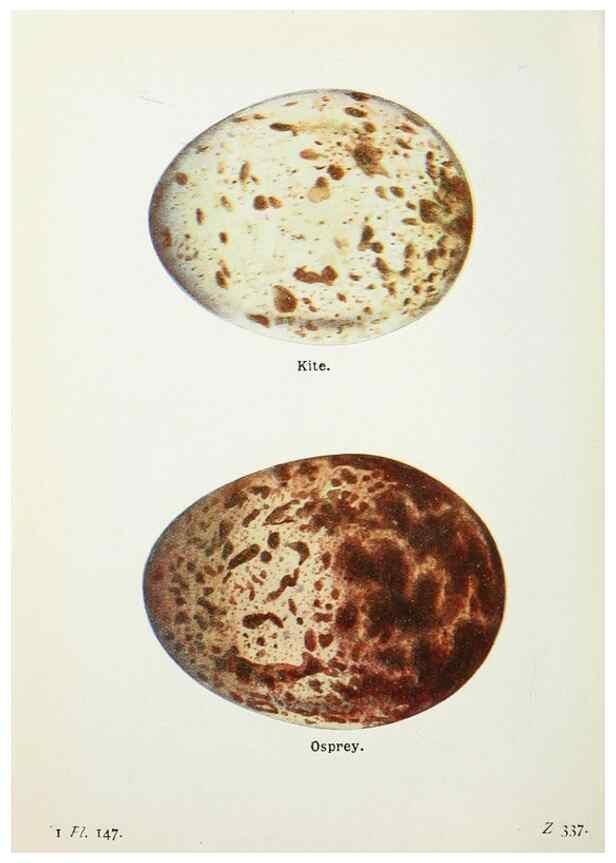 Reproducción/Reproduction 8264893622: The birds of the British Isles and their eggs.. London ;F. Warne,1919.