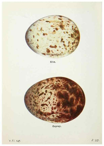 Reproducción/Reproduction 8264893622: The birds of the British Isles and their eggs.. London ;F. Warne,1919.