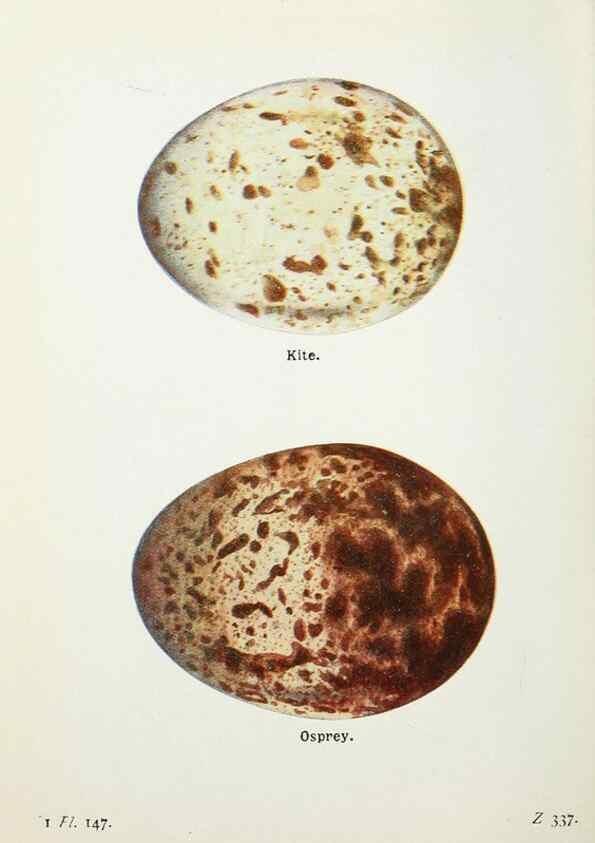Reproducción/Reproduction 8264893622: The birds of the British Isles and their eggs.. London ;F. Warne,1919.