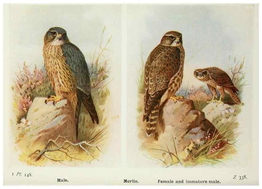 Reproducción/Reproduction 8263826079: The birds of the British Isles and their eggs.. London ;F. Warne,1919.
