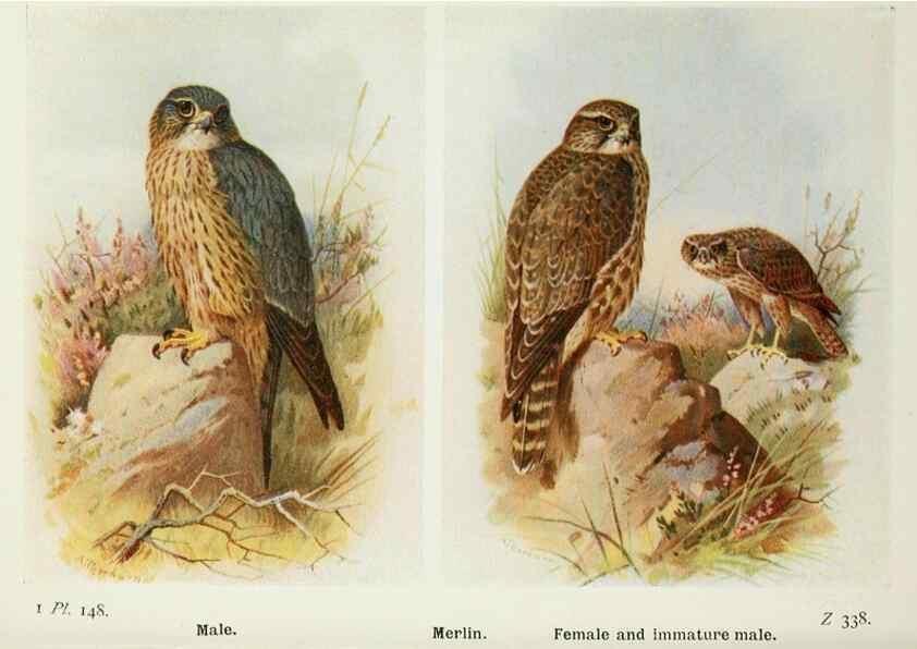 Reproducción/Reproduction 8263826079: The birds of the British Isles and their eggs.. London ;F. Warne,1919.