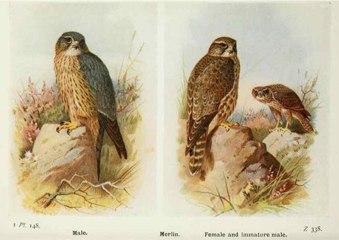 Reproducción/Reproduction 8263826079: The birds of the British Isles and their eggs.. London ;F. Warne,1919.