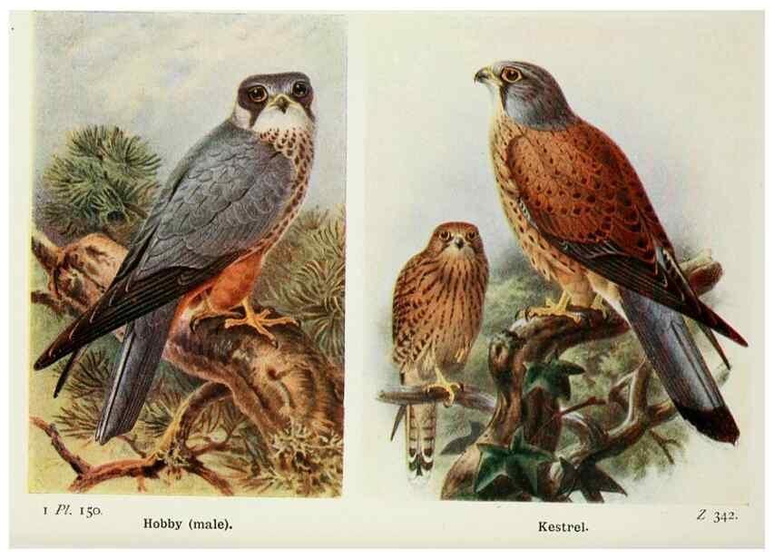 Reproducción/Reproduction 8264894796: The birds of the British Isles and their eggs.. London ;F. Warne,1919.