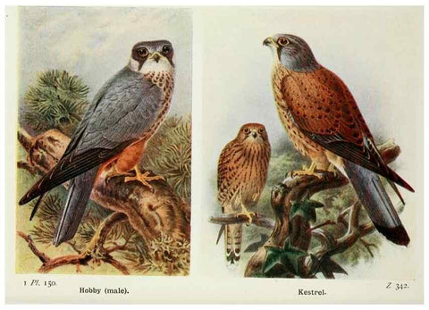 Reproducción/Reproduction 8264894796: The birds of the British Isles and their eggs.. London ;F. Warne,1919.