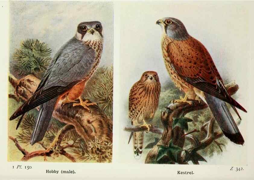 Reproducción/Reproduction 8264894796: The birds of the British Isles and their eggs.. London ;F. Warne,1919.