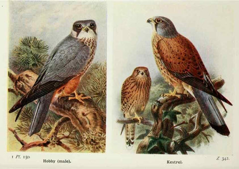 Reproducción/Reproduction 8264894796: The birds of the British Isles and their eggs.. London ;F. Warne,1919.