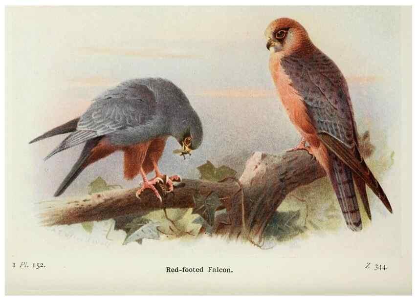 Reproducción/Reproduction 8263827629: The birds of the British Isles and their eggs.. London ;F. Warne,1919.